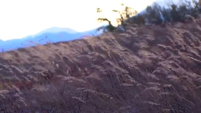 Hunting Alaska's Giant Moose