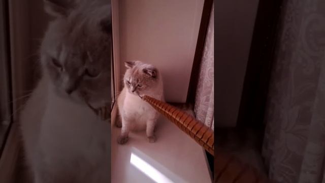 Кот Приколы с котами смотреть онлайн