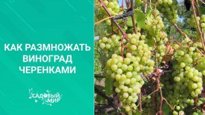 Как размножать виноград черенками