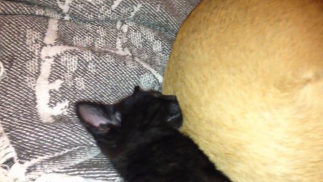 Спят как дети... смотреть онлайн