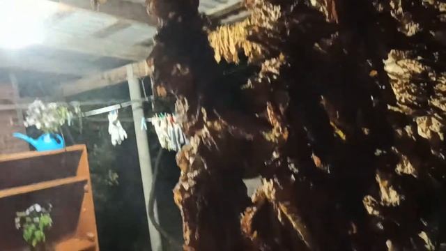 Увлажнение табака перед ферментацией. 15.10.2021 смотреть онлайн