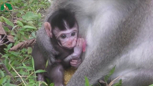 Cute Newborn Monkey - All Activities Of Baby Monkeys Looking For People смотреть онлайн