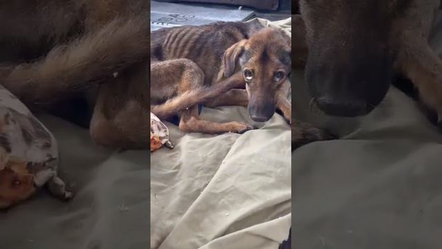 Starving German Shepherd Found Collapsed on the Dirt Road Nearly Taking His Last Breath смотреть онлайн
