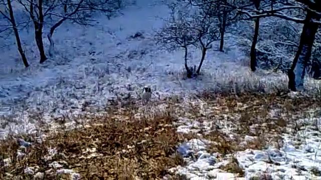 Питбуль на прогулке смотреть онлайн