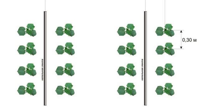 ПОСАДКА ОГУРЦОВ В ТЕПЛИЦЕ || На каком расстоянии сажать огурцы смотреть онлайн