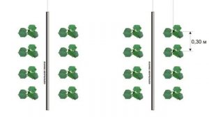 ПОСАДКА ОГУРЦОВ В ТЕПЛИЦЕ || На каком расстоянии сажать огурцы