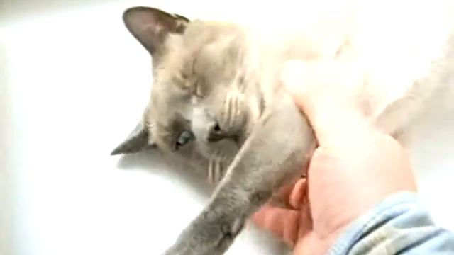 martin, самый лучший кот смотреть онлайн