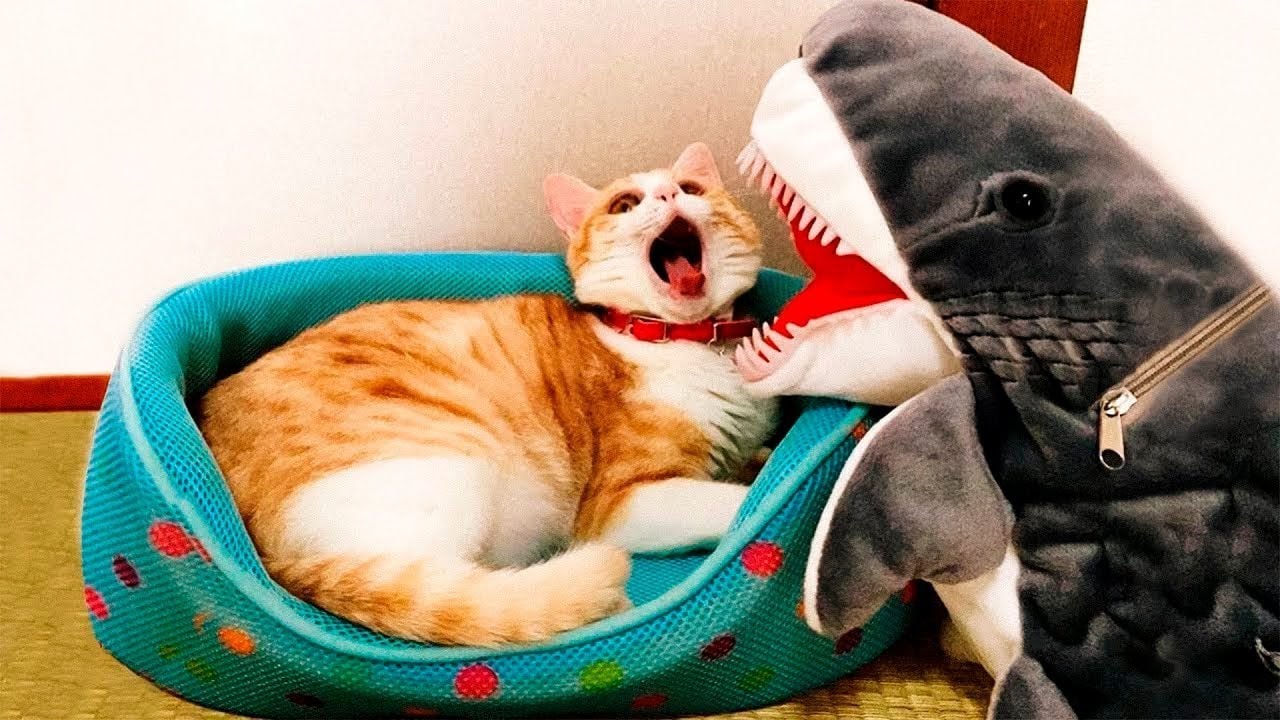 Лучшие смешные видео про кошек ? - Подборка забавных животных ?? #1 смотреть онлайн