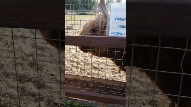 Удивительное создание! Шотландский скот. Вот это название! Сначала думали, что это буйволы!