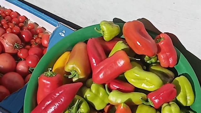 ПОСЛЕДНИЙ УРОЖАЙ ПЕРЦЕВ и ТОМАТОВ.ХРИЗАНТЕМЫ цветут смотреть онлайн