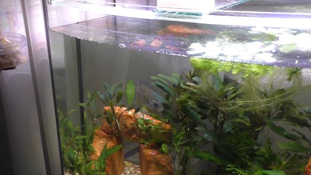 Lepomis (pumpkinseed) Сонячний окунь