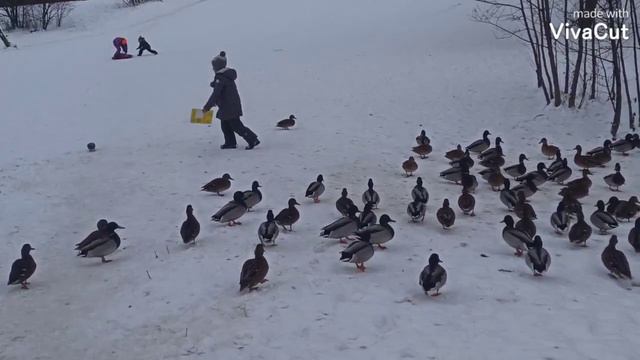 Дикие утки совсем не боятся людей😄