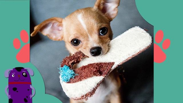 ТОП 5 самых милых пород собак смотреть онлайн