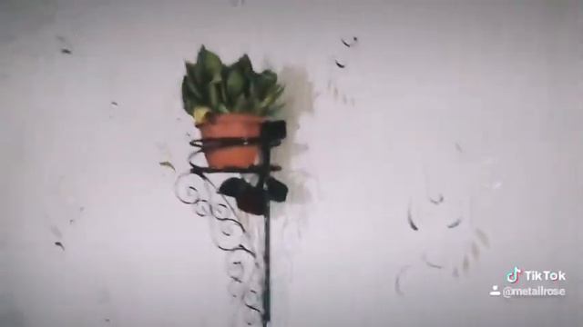 Дикая роза смотреть онлайн