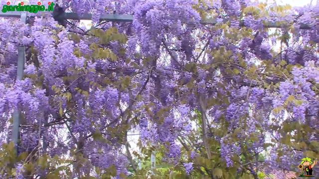 Glicine смотреть онлайн