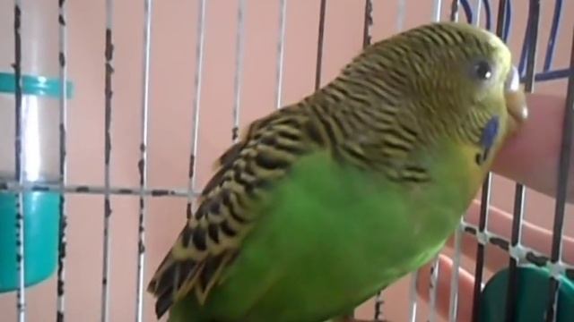 Как приручить волнистого попугая смотреть онлайн