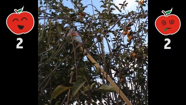Homemade Fruit Catcher: The Results смотреть онлайн