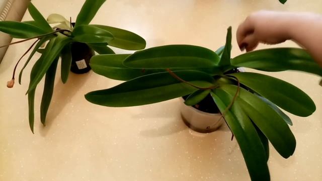 Тряхнём стариной! ЭСТЭ "Дорогой Гость". Пересадка башмаков смотреть онлайн