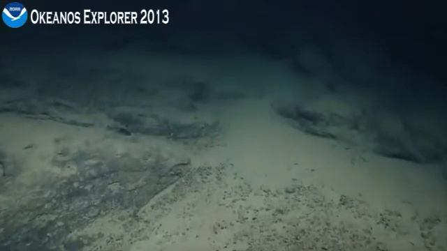 Okeanos Explorer Video Bite: Beautiful Pink Sea Anemone - Northeast U.S. Canyons 2013 смотреть онлайн