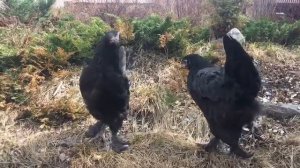 Чешский Доминант Д-109 и ДС-109