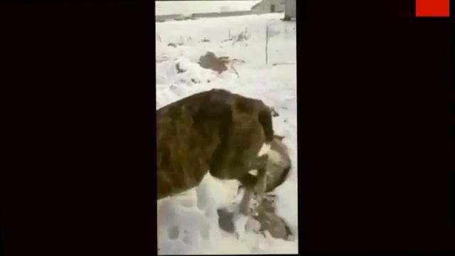 Копия видео 