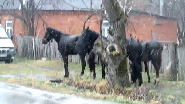 Лошади и снег смотреть онлайн