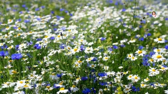 "БУКЕТ ВАСИЛЬКОВЫЙ СОРВУ"- ВЛ .ФЕДОРОВ (БИЛУНСКИЙ), ст. М. ГОРДЕЕВОЙ смотреть онлайн