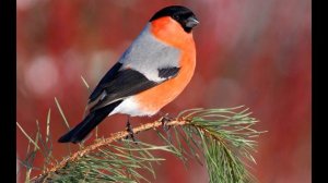 Барто Агния   —Снегирь —читает   Рина Зеленая