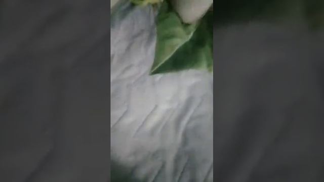 Новый зверёк шиншила смотреть онлайн