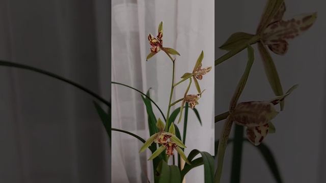 Cymbidium Ensifolium Bao Dao Xian Nu
