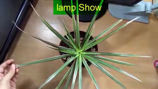 ДРАЦЕНА. Особенности ухода. Как ухаживать за Драценой в домашних условиях. Летом.