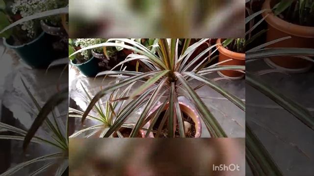 how to care dracaena marginata plant. (hindi). смотреть онлайн