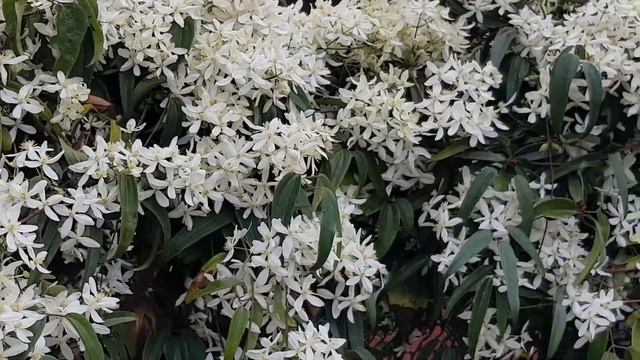 Клематис вечнозеленый | Жизнь на Юге смотреть онлайн