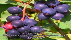 Ирга сорта Смоки – высокоурожайный кустарник для вашего сада