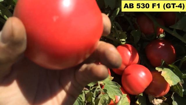 Томат розовый AB 530 F1 (GT-4). Высокий потенциал урожайности! смотреть онлайн