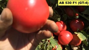 Томат розовый AB 530 F1 (GT-4). Высокий потенциал урожайности!