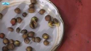 Мурайя метельчатая. Размножение семенами - легко!