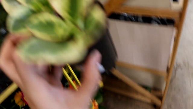 Houseplant Shopping at Home Depot Garden Center | Plant Shop with Me at Big Box Store смотреть онлайн