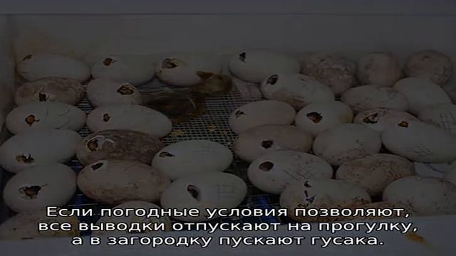 Гусыня вывела гусят — что делать смотреть онлайн