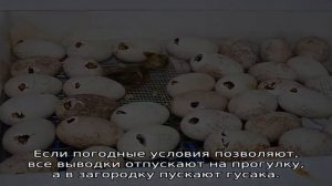 Гусыня вывела гусят — что делать