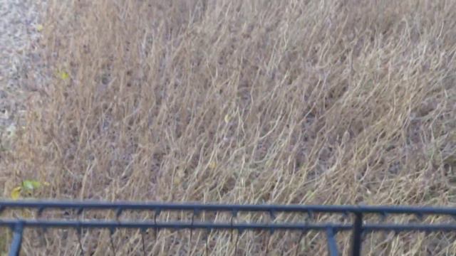 Уборка сои (сорт ОАК Пруденс) 31.08.15 смотреть онлайн