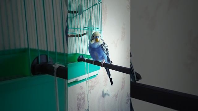 Любимая птичка. Тоша смотреть онлайн