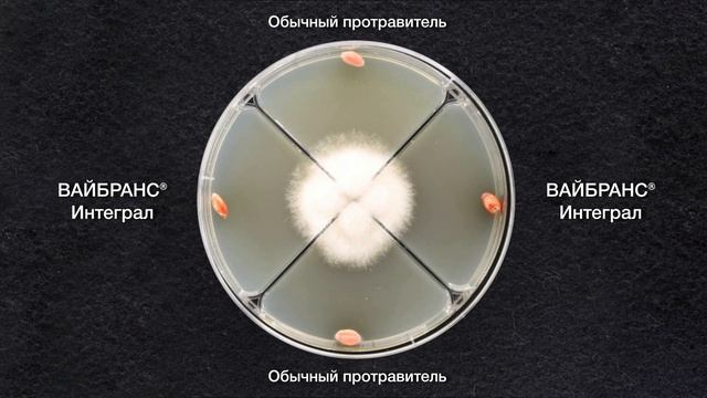 Фузариозные корневые гнили злаковых культур смотреть онлайн
