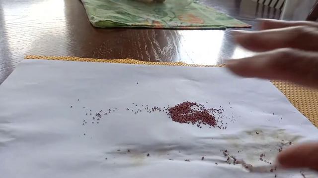 технология выращивания земляники из собственных семян смотреть онлайн