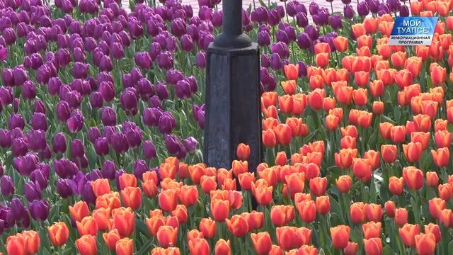 Городские клумбы преображаются, их украшают ярко цветущие тюльпаны смотреть онлайн