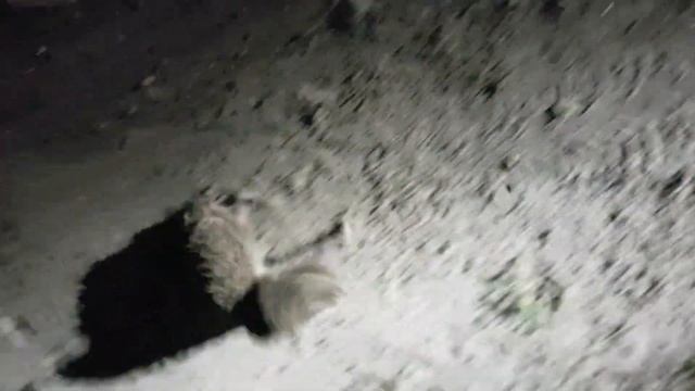 драка ёжиков