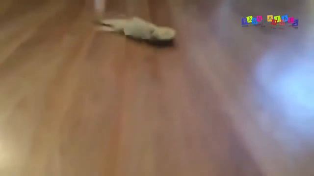 Разные приколы с разными животными #2 . смотреть онлайн