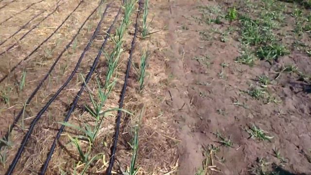 Зеленое Удобрение Под Чеснок ( На Основе Навоза ) Под Каплю ! смотреть онлайн