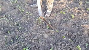 Плоскорез из ленточной пилы.