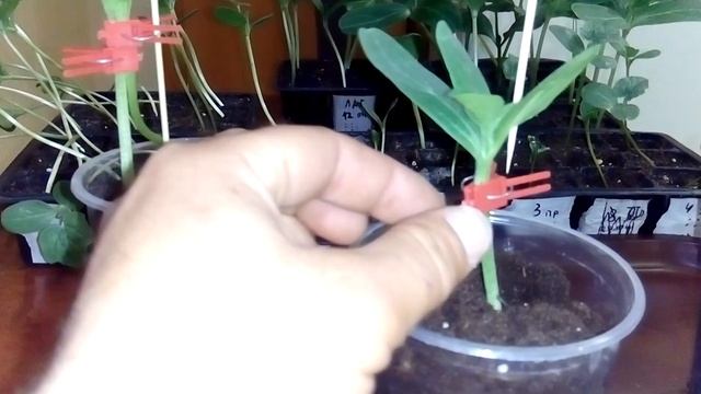 Прививка арбуза на лагенарию способом(в укол. язычком.и в приклад)